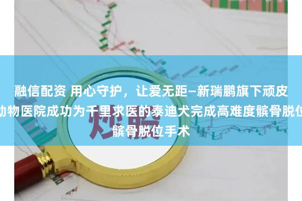 融信配资 用心守护,让爱无距—新瑞鹏旗下顽皮家族动物医院成功为千里求医的泰迪犬完成高难度髌骨脱位手术